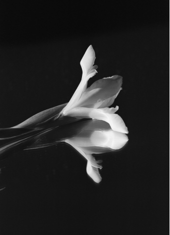 About PICHULIK Jewellery