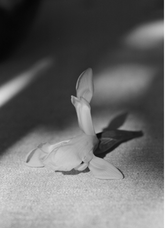 PICHULIK and Sustainability 