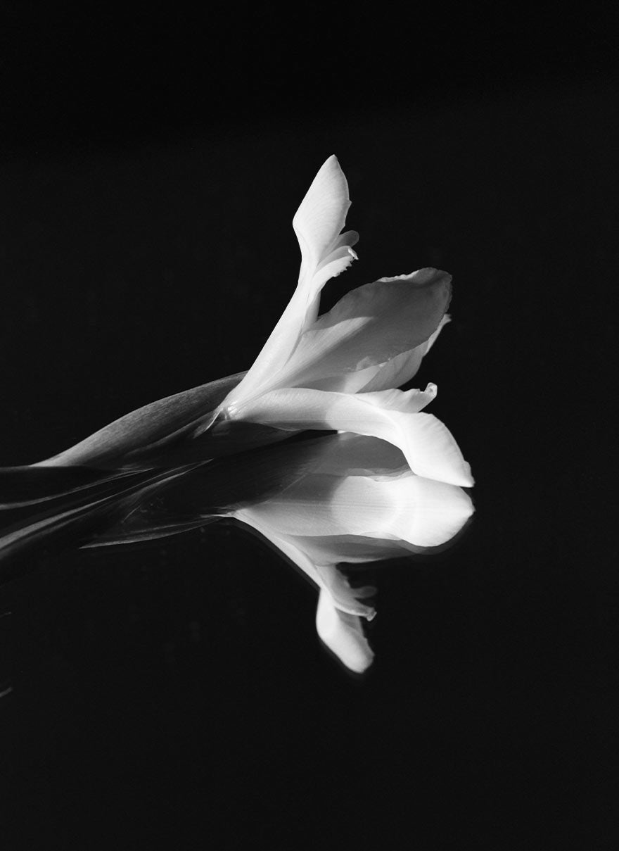 PICHULIK | Meet the Team